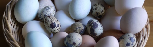 Eggs-eptionally seasonal