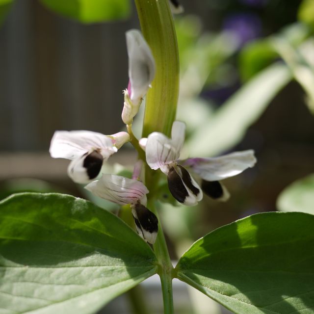 Broad beans in flower