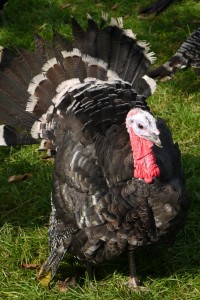 turkey displaying plummage